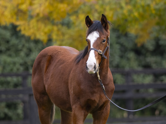 Lot 298: Stay Inside / Asheerah