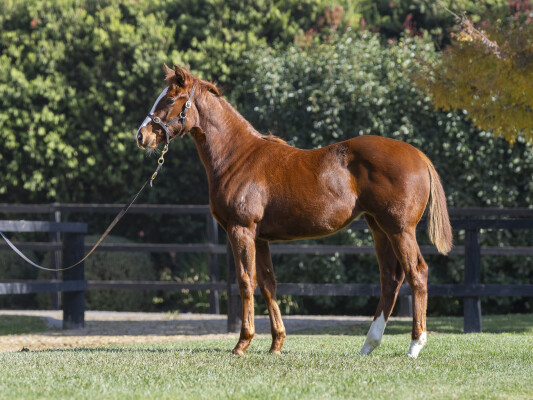 Lot 310: Sejardan / Before the Present