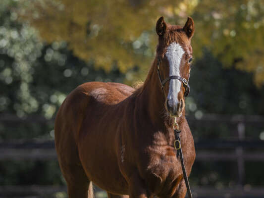 Lot 310: Sejardan / Before the Present