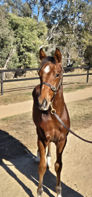 Lot 35: Impending / Daft