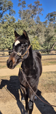 Lot 90: Shalaa (IRE) / Hare