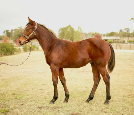 Lot 16: Pierata / Choice Snitzel
