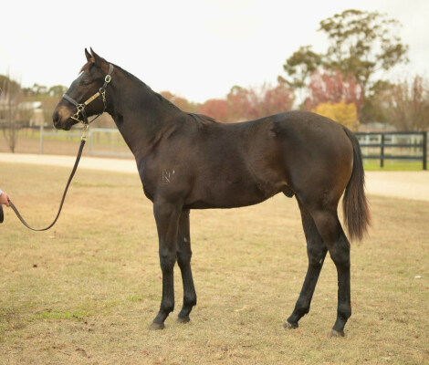 Lot 31: Artorius / Crescent