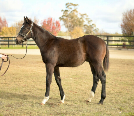 Lot 89: Ole Kirk / Hams Al Lail