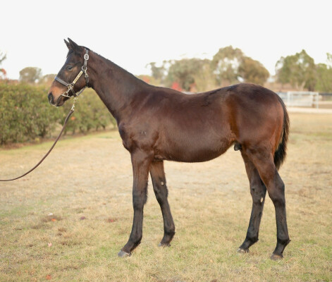 Lot 153: Royal Meeting (IRE) / Meanie Bellini