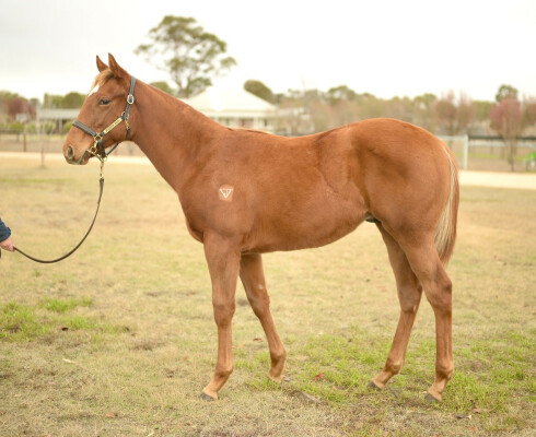 Lot 154: Earthlight (IRE) / Medea