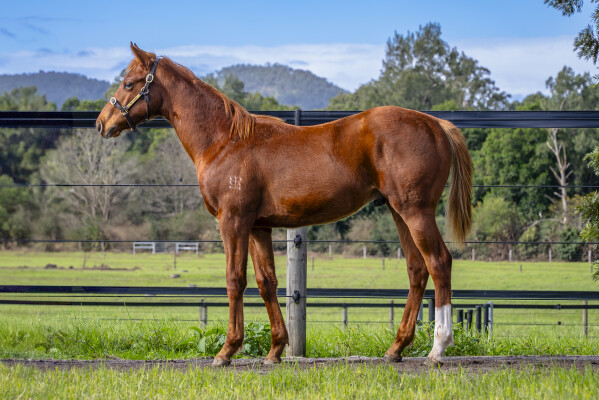 Lot 277: Starspangledbanner / Xtravagant Fire