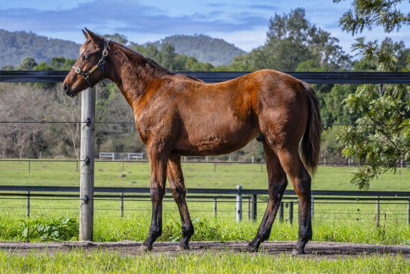 Lot 308: Home Affairs / Bay of Islands
