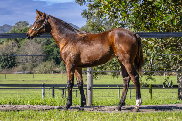 Lot 318: Royal Meeting (IRE) / Brooklyn Bridge