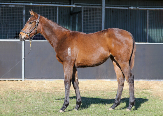 Lot 26: Artorius / Cosmic Ruby