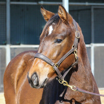 Lot 26: Artorius / Cosmic Ruby