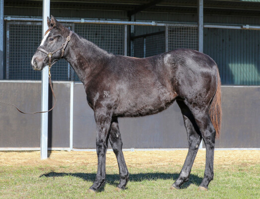 Lot 79: Trapeze Artist / French Rose