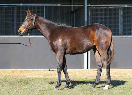 Lot 81: Brutal (NZ) / Gingie