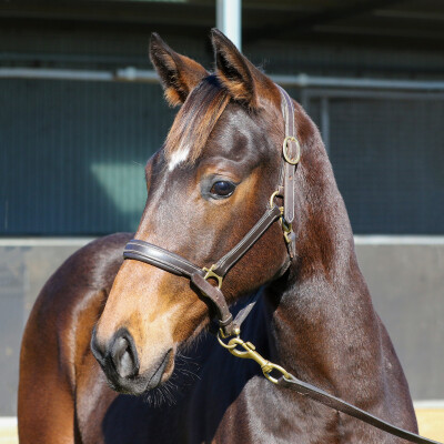 Lot 81: Brutal (NZ) / Gingie