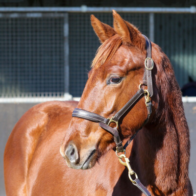 Lot 253: Earthlight (IRE) / Texas Tramp