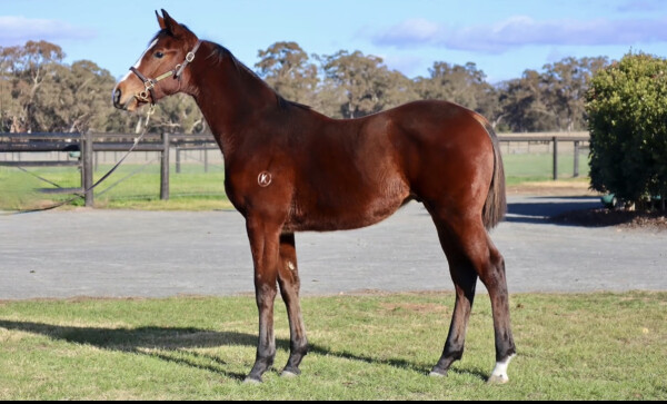 Lot 44: Sejardan / Divine Command