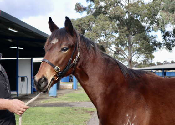 Lot 52: Wooded (IRE) / Edge Away