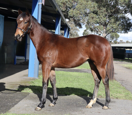 Lot 52: Wooded (IRE) / Edge Away