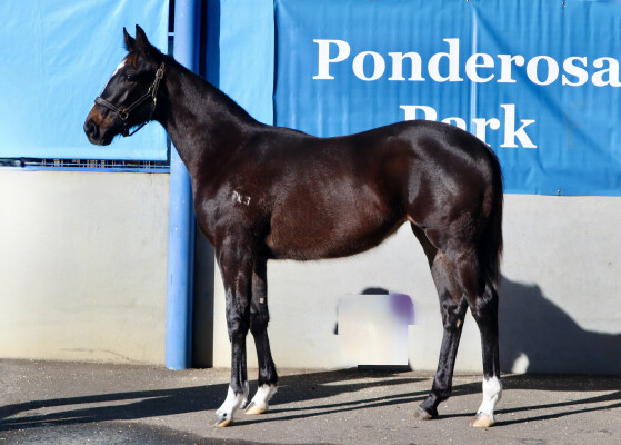 Lot 182: Bruckner / Our Queen Ida