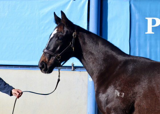 Lot 182: Bruckner / Our Queen Ida