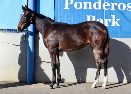 Lot 98: Bruckner / Ida Rosa