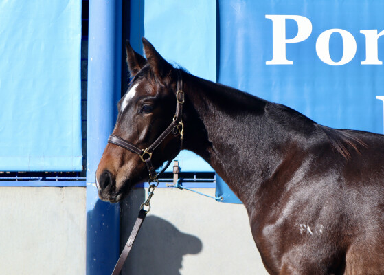 Lot 98: Bruckner / Ida Rosa