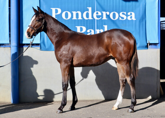 Lot 100: Paulele / Imperial Ida