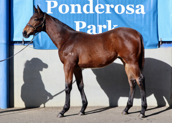 Lot 221: Doubtland / Shippo (NZ)