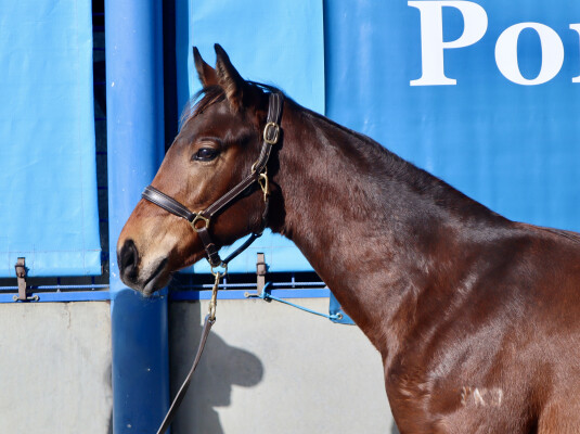 Lot 221: Doubtland / Shippo (NZ)