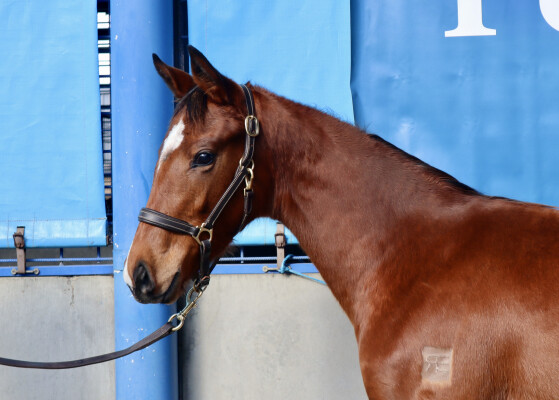Lot 96: Diatonic (JPN) / Iconically
