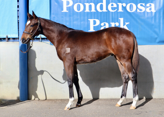 Lot 75: Alabama Express / Forest Cat