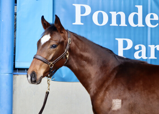 Lot 75: Alabama Express / Forest Cat