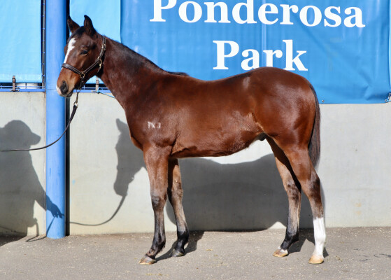 Lot 46: Lean Mean Machine / Don't Doubt Katie