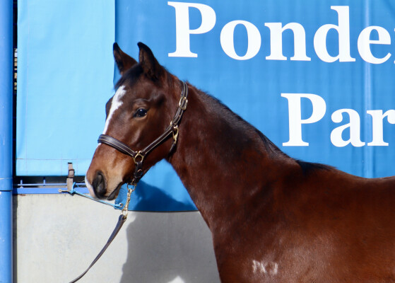 Lot 46: Lean Mean Machine / Don't Doubt Katie