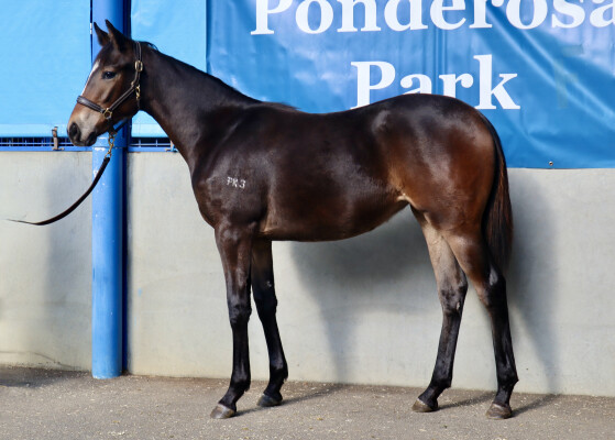 Lot 54: Bruckner / Ellanova