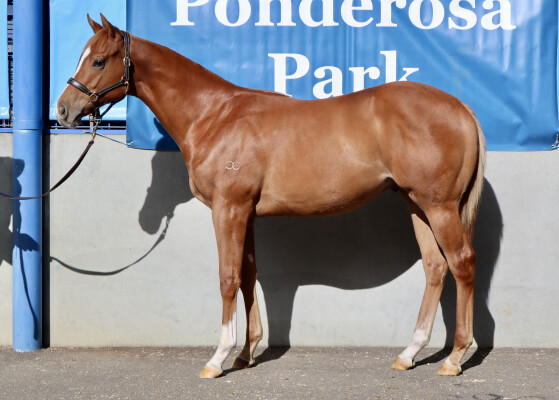 Lot 55: Jacquinot / Embark