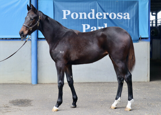 Lot 56: Wooded (IRE) / Empress Ida