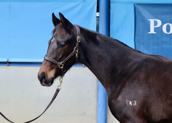 Lot 56: Wooded (IRE) / Empress Ida