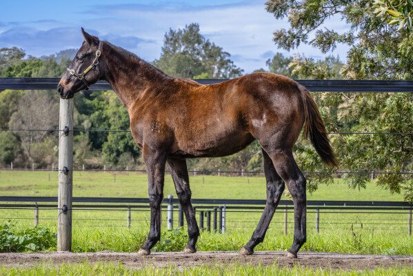 Lot 218: Farnan / She's Our Choice