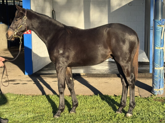 Lot 28: Better Than Ready / Could it be Magic