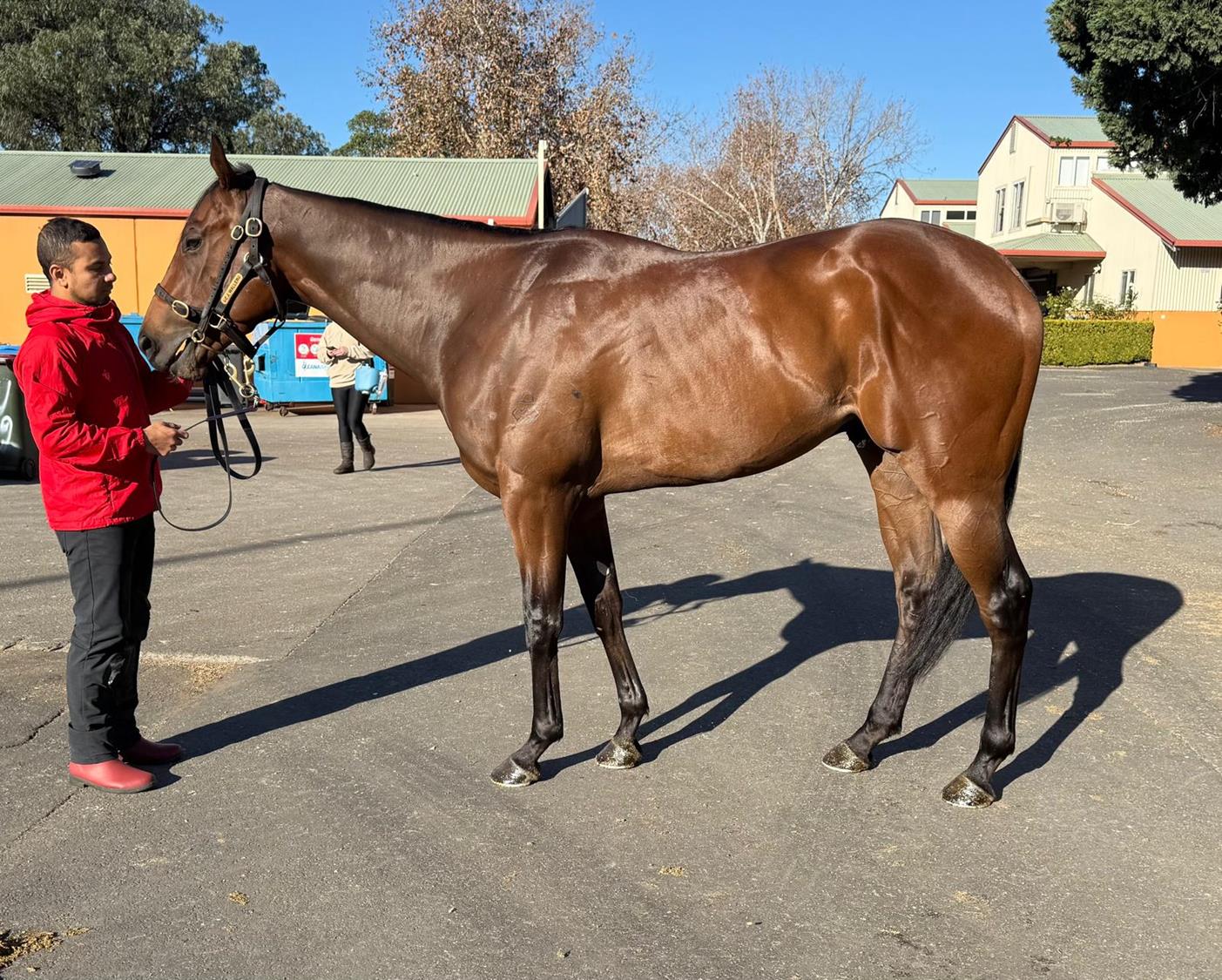 Significant racing and breeding prospects aplenty in June (Late ) Sale