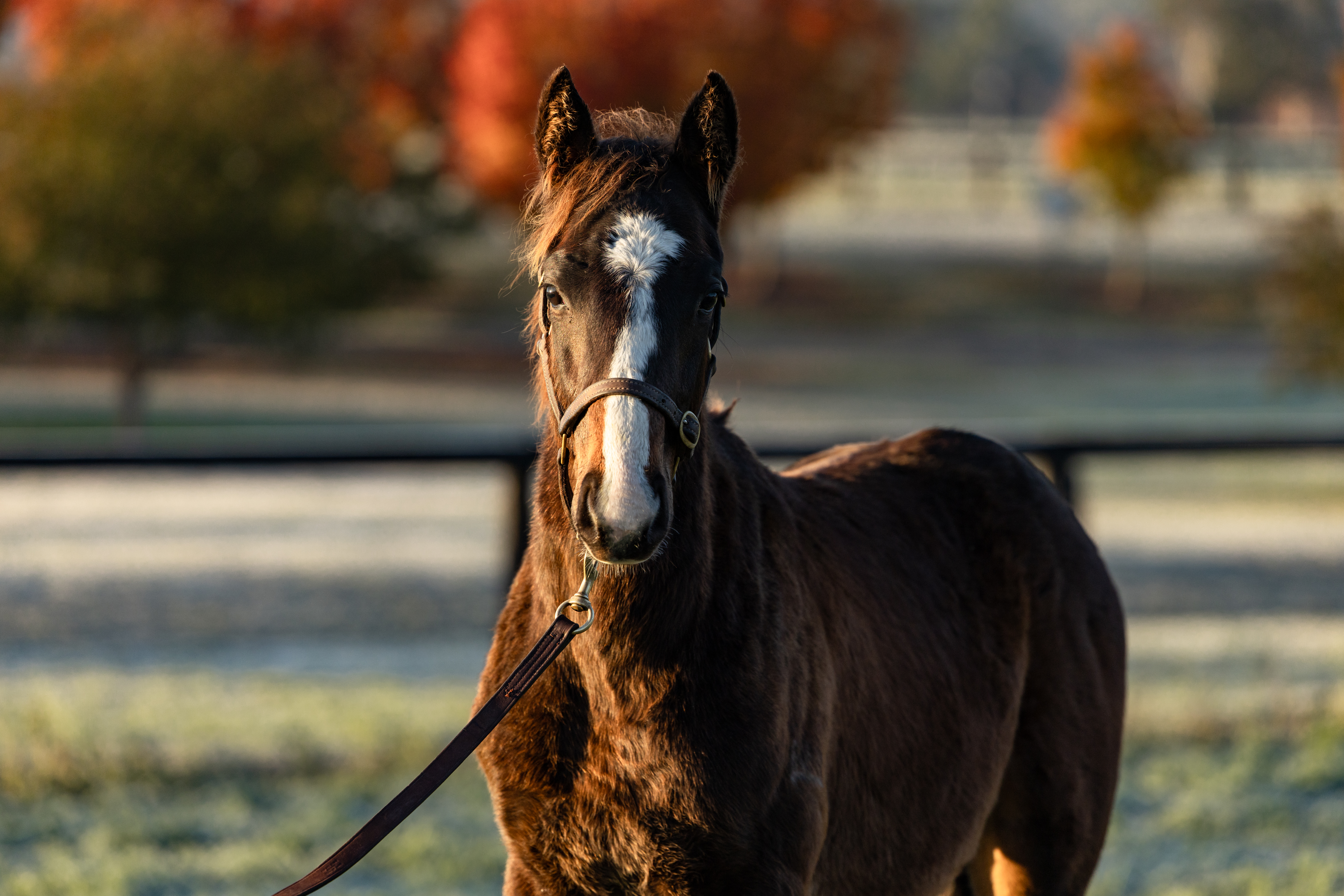 Winx colt headed to Inglis Easter 2026