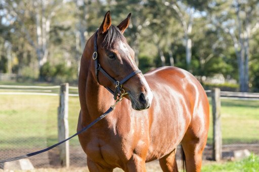 "Breeders’ paradise" awaits in Inglis Digital August (Early) Sale
