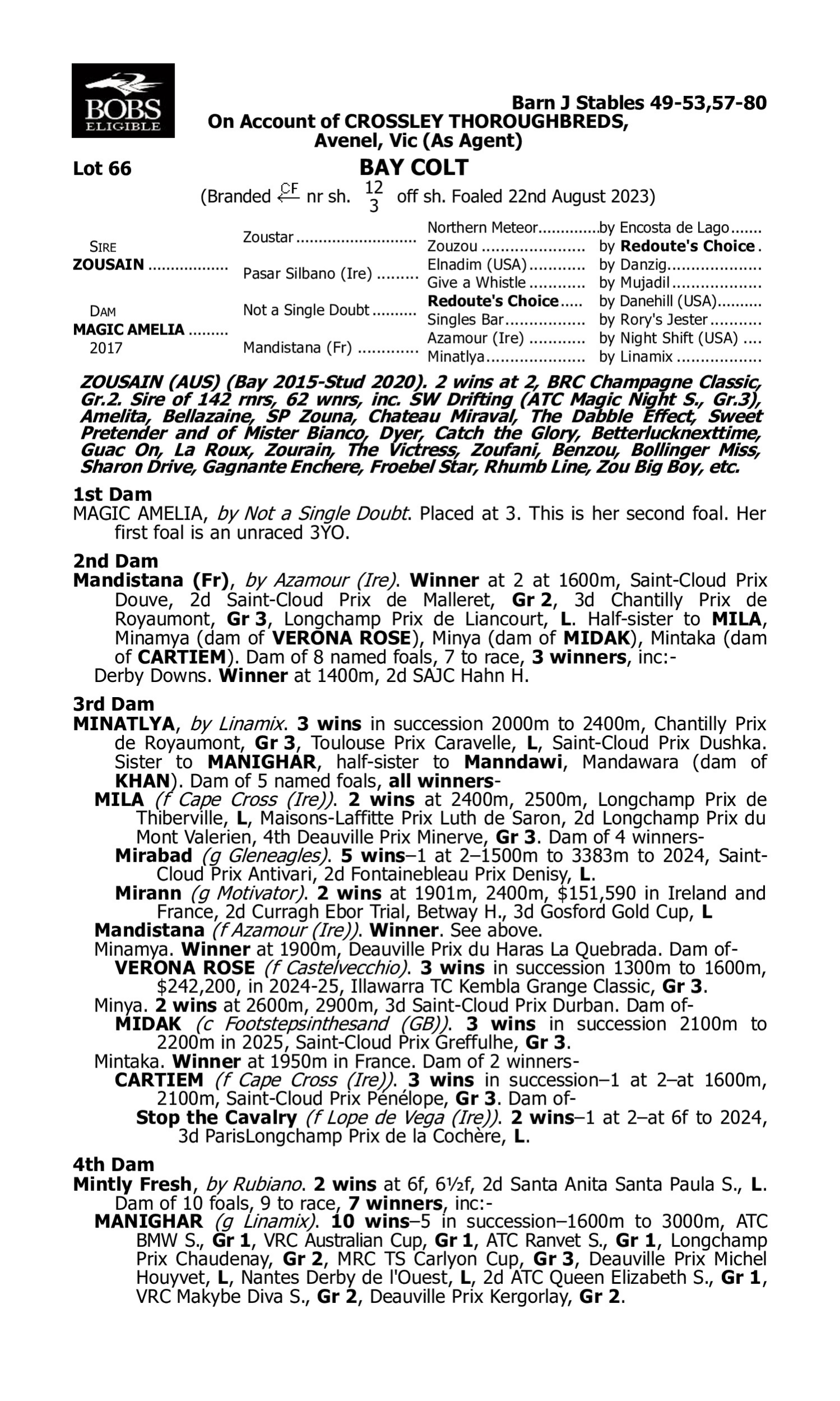 Pedigree for Lot 66 Zousain - Magic Amelia