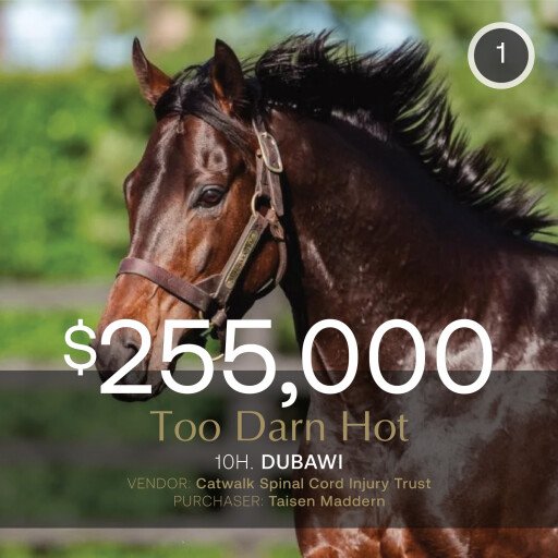 Too Darn Hot nomination realises $255,000 in August (Late) Sale