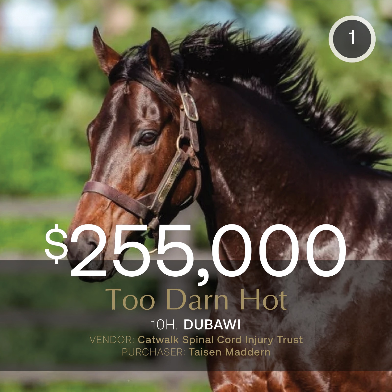 Too Darn Hot nomination realises $255,000 in August (Late) Sale