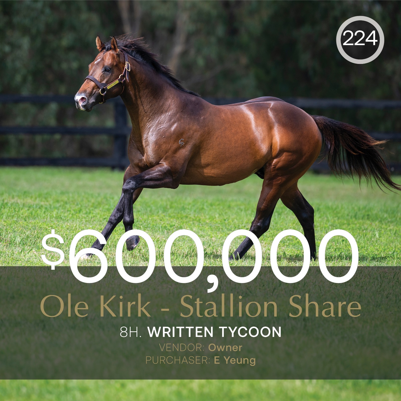 Stallion shares to the fore in September (Early) Online Sale