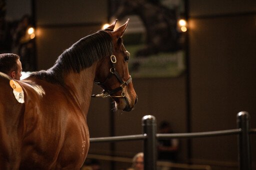 China Horse Owners Alliance named new Inglis China Representative