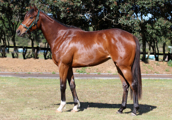 Lot 100: Churchill (IRE) / Pondering Belle