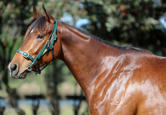 Lot 100: Churchill (IRE) / Pondering Belle